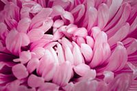 Pink chrysanthemum close up