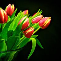 Tulpen