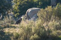 Pardelluchs in der Sierra de Andújar