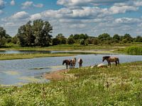 Konik horses