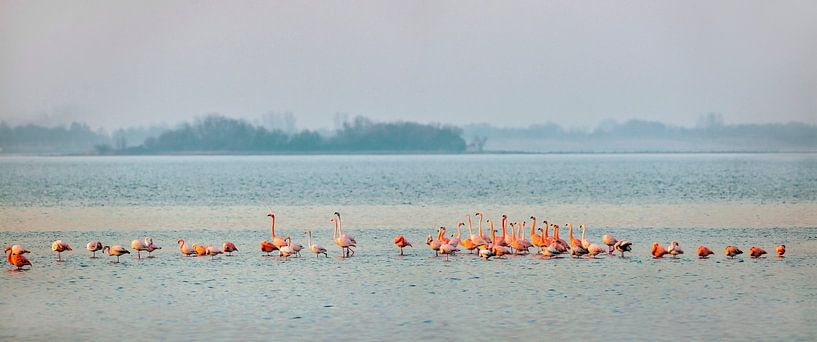 Flamants au lac de Grevelingen par Frans Lemmens