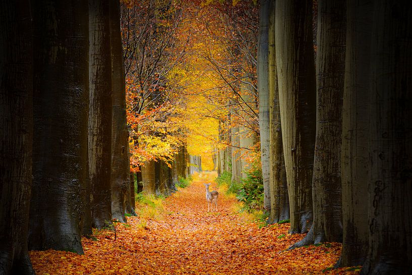 Waldallee in Oranjewoud von Mark van der Walle