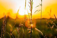 Graanveld bij zonsondergang met goudkleurige gloed