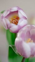 Tulipe lilas