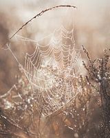 Morgentau auf der Heidelandschaft