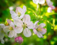 Frühling - Blüten von einem Apfelbaum