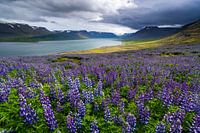 Lupins en fleurs à Dýrafjörður, Islande