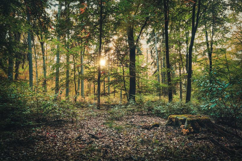 Waldspaziergang im Laubwald von Skyze Photography by André Stein