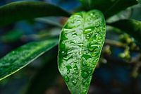 Water drops on a green leaf