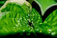 Hosta blad met druppels