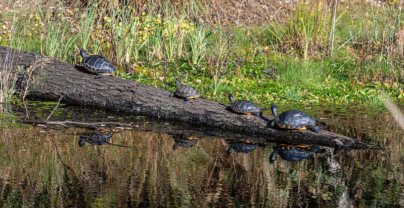 Sonnenbadende Schildkröten von Ingrid Aanen