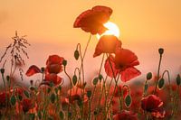 Mohnfeld in der Abendsonne