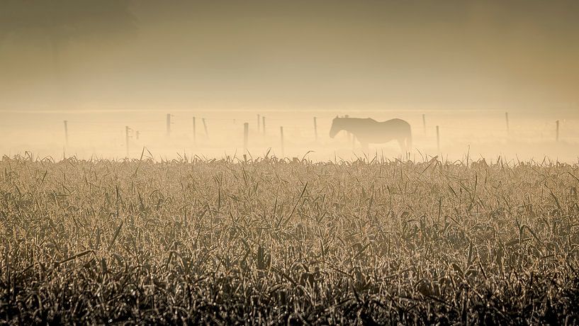 Pferd in nebligem, frühen Morgen von Peter Smeekens