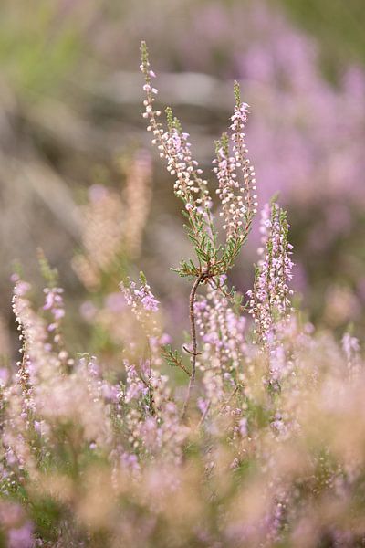 Flowering purple heather flowers on the veluwe. by Karijn | Fine art Natuur en Reis Fotografie