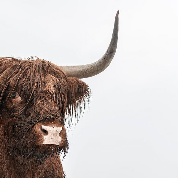 Schottische Hochlandrinder im Schnee von Sjoerd van der Wal Fotografie
