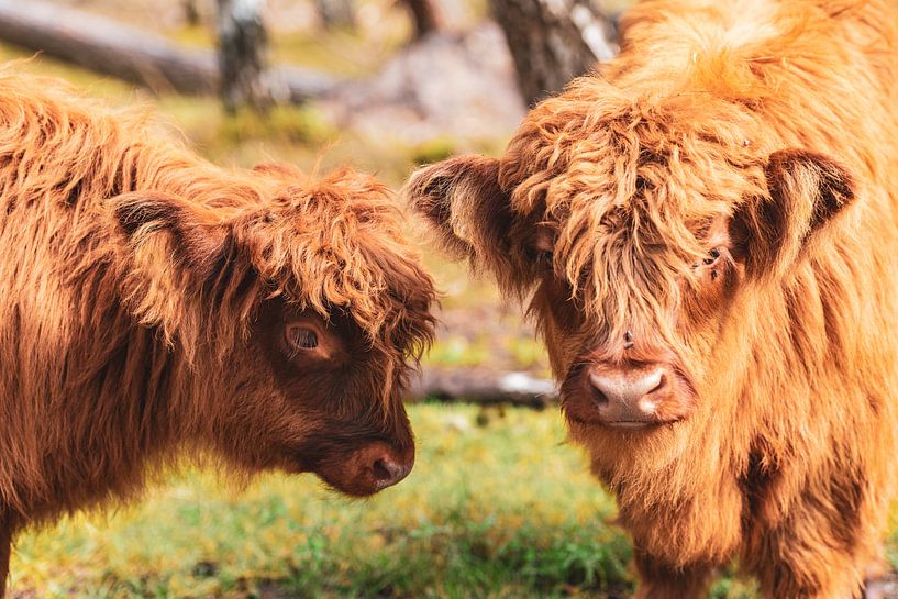 Schottisches Hochlandrinderkalb im Naturschutzgebiet Veluwe von Sjoerd van der Wal Fotografie