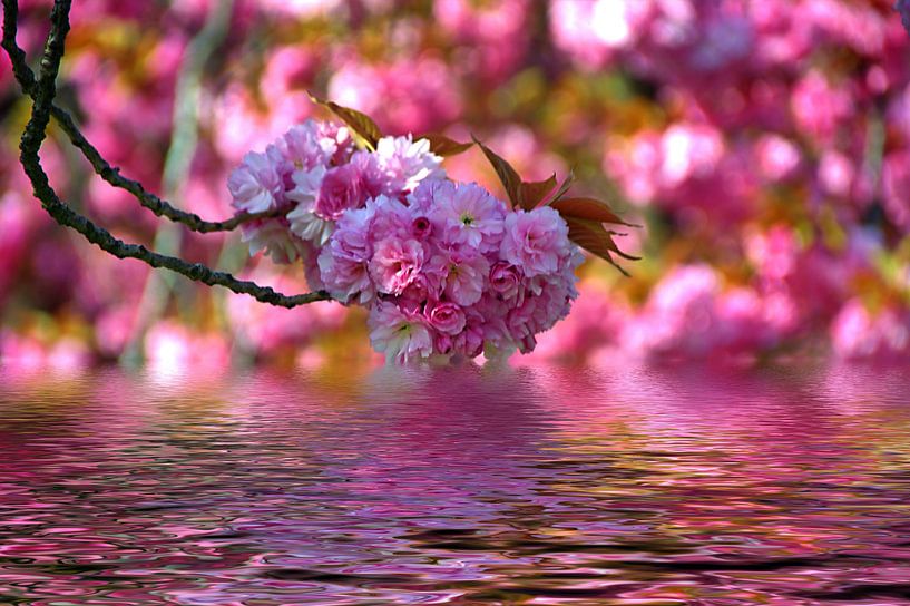 Blütenstillleben 1 par Edgar Schermaul