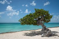 Divi divi tree on Eagle Beach, Aruba