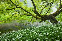 Teckel sous un vieil arbre