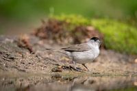 Mönchgrasmücke, Vogel, Bird, Blackcap