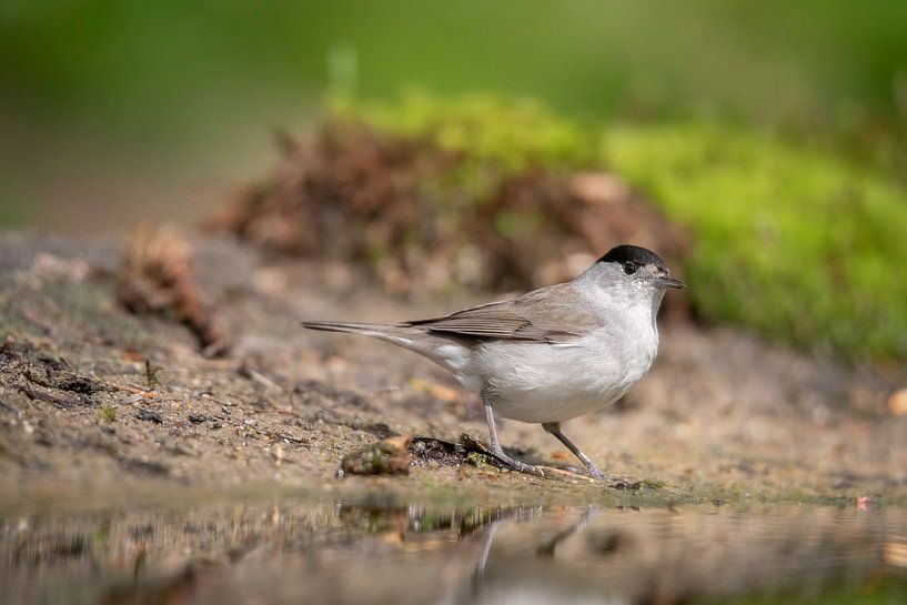 Mönchgrasmücke, Vogel, Bird, Blackcap von Marjolein van der Mey