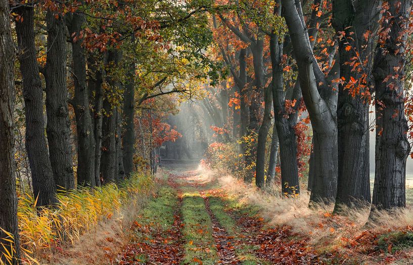 Oak avenue with sunbeams in autumn by Jan Roos