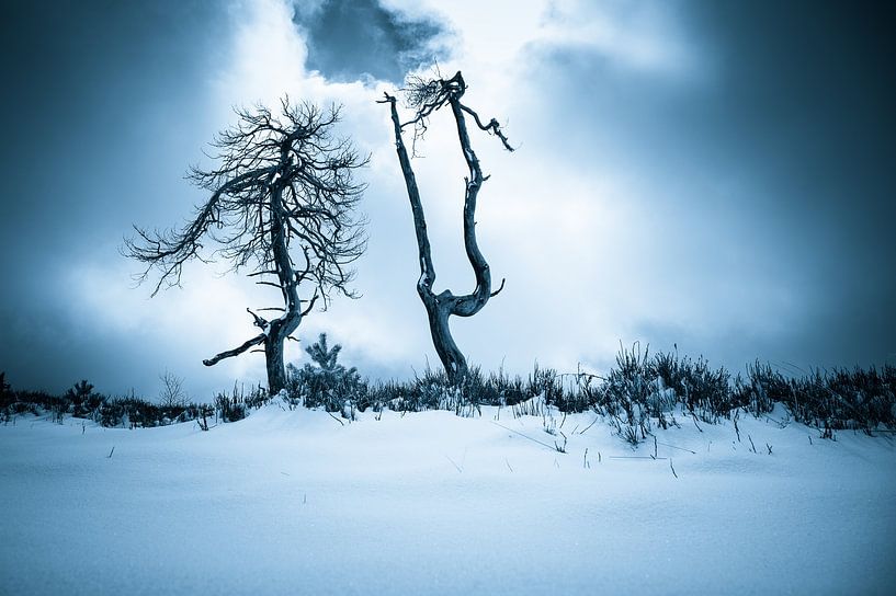 Creepy Trees of Noir Flohay van Peter Deschepper