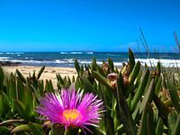 Flower with sea view