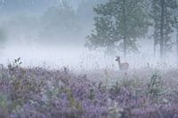 roe-goat on the misty moors