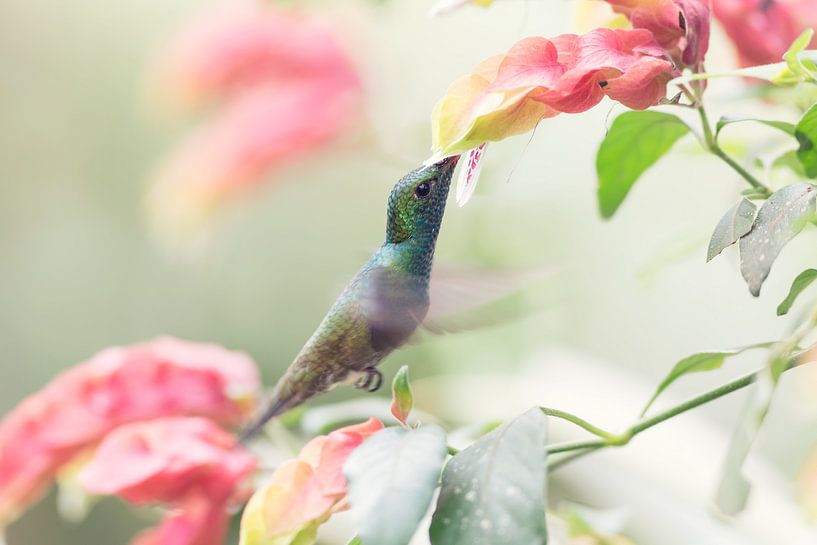 Kolibri von Ellen van Drunen