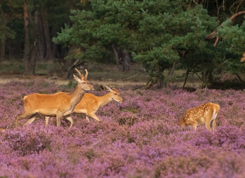 Jeune couple de cerfs rouges par Merijn Loch
