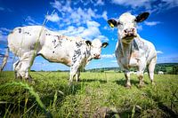 Le bétail dans le paysage limbourgeois