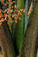 Zwischen den Bäumen