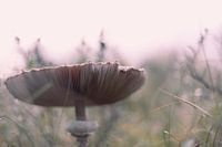 Parachute mushroom