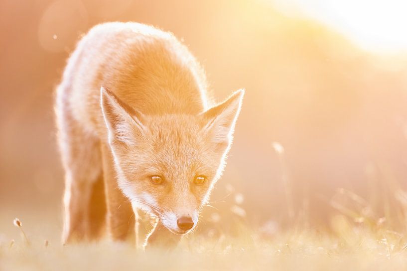 Jeune renard à l'affût par Gregory & Jacobine van den Top Nature Photography