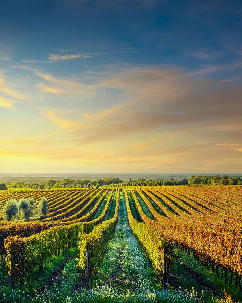 Vignobles de Bolgheri au coucher du soleil. Alta Maremma, Toscane, Italie par Stefano Orazzini