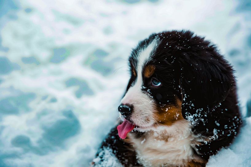 Sind Sie mein Lieblingsboss? Hund im Schnee von Truckpowerr