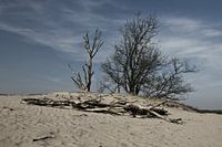 Loonse and Drunense Dunes
