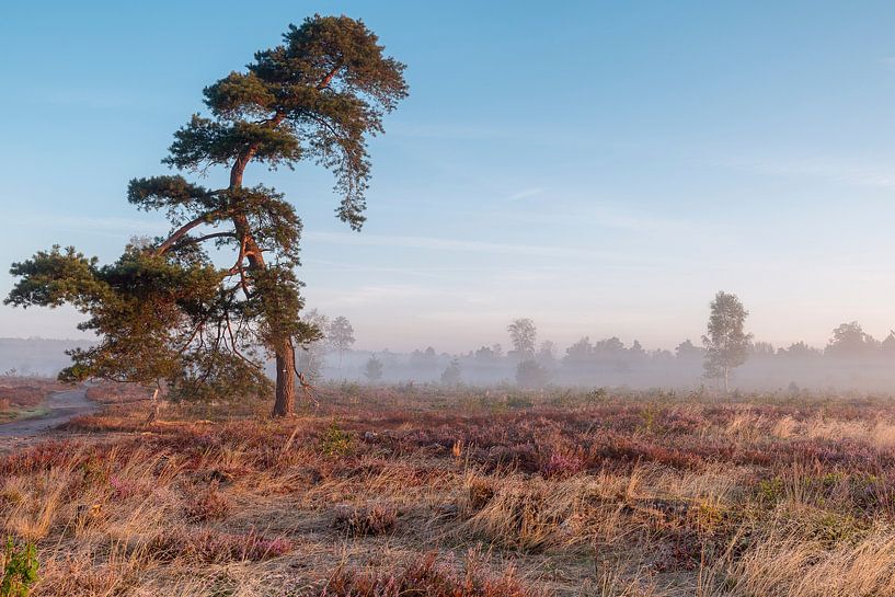 Neblige Moorlandschaft mit krummen Kiefern von Maarten Zeehandelaar