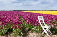 Tulpenveld
