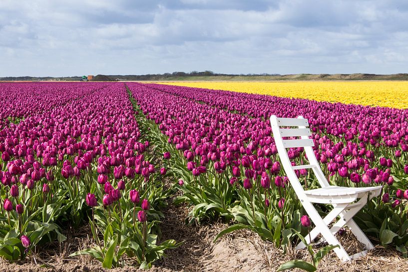Tulpenveld von Esther van Lottum-Heringa