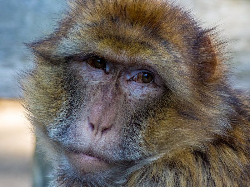 Monkey by Rolf Linnemeijer