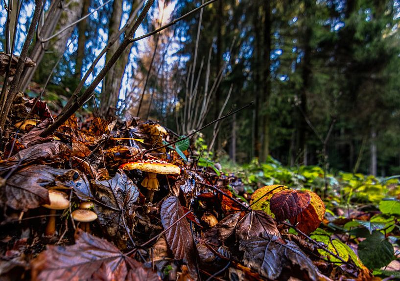 nature arbres eau soleil par Johnny Flash