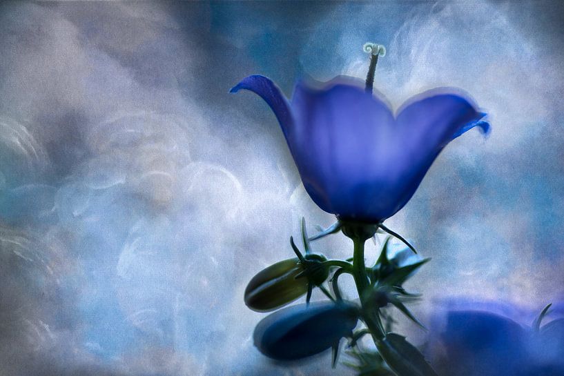 Campanula by Greetje van Son