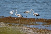 Weiße Flamingos bei Mari Ermi auf Sardinien