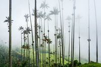 Hoge palmbomen reiken tot in de mist, in de Cocora vallei in Colombia.