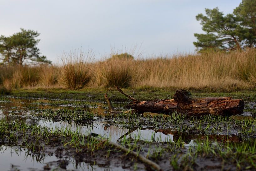 Une branche près d&#039;une flaque d&#039;eau par Gerard de Zwaan