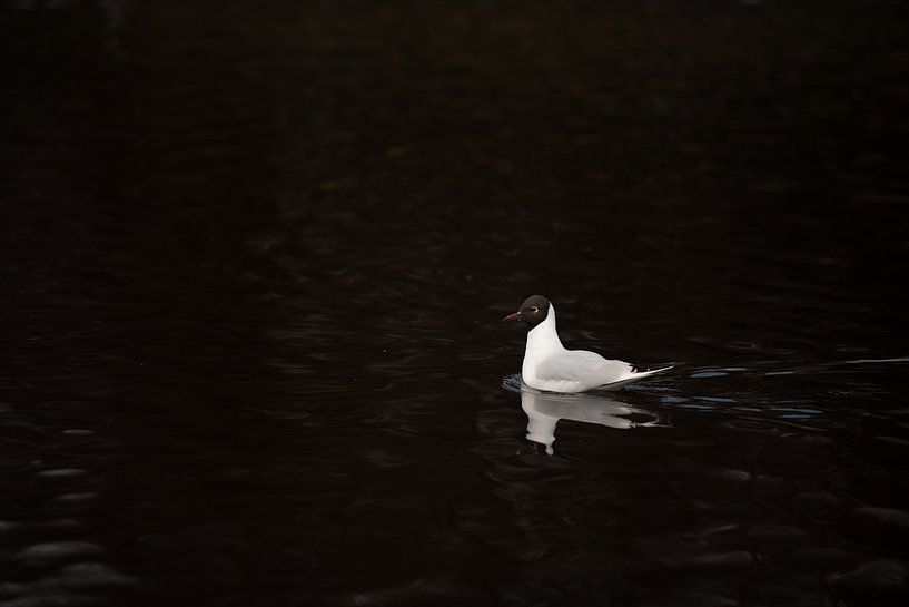 Een parel van Dwergmeeuw in het water van Slavenka Arandjelovic