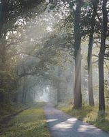 Zonsopkomst in de Oisterwijkse Bossen en Vennen