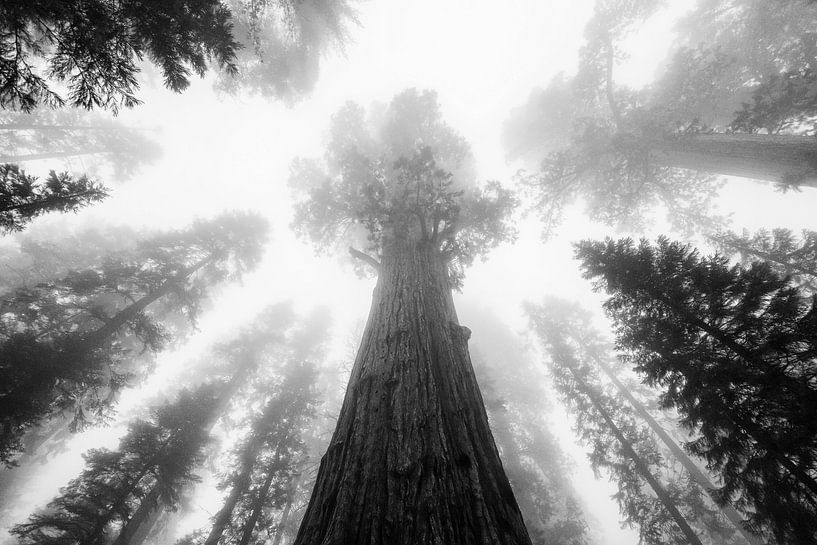 Gentle Giants by Nilay Singh